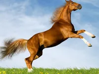 https://arcade-games.site/game/horse-slide