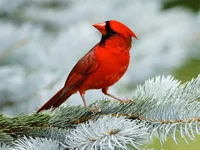 https://arcade-games.site/game/birds-puzzle
