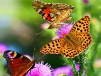 https://arcade-games.site/game/butterfly-slide