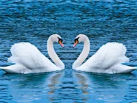 https://arcade-games.site/game/swans-slide
